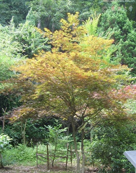 宠物及园艺 园林植物 乔木 四川鸡爪槭小苗 绿化小苗 扦插苗木道路