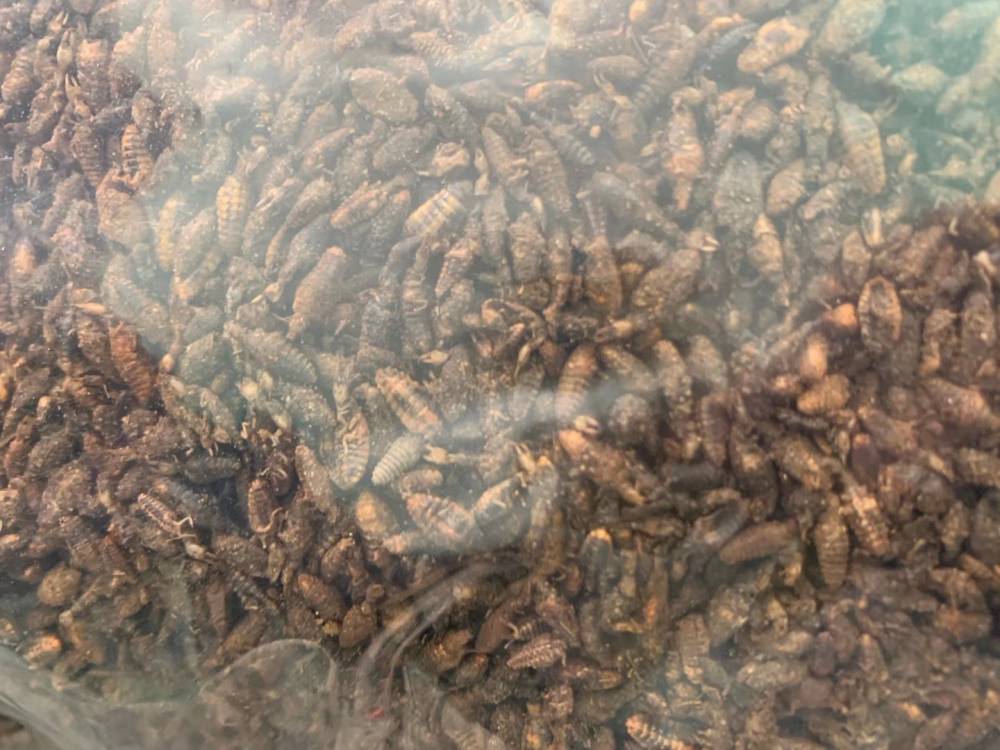 地牯牛药用什么功效 金沙牛产地直销批发价哪里购买便宜