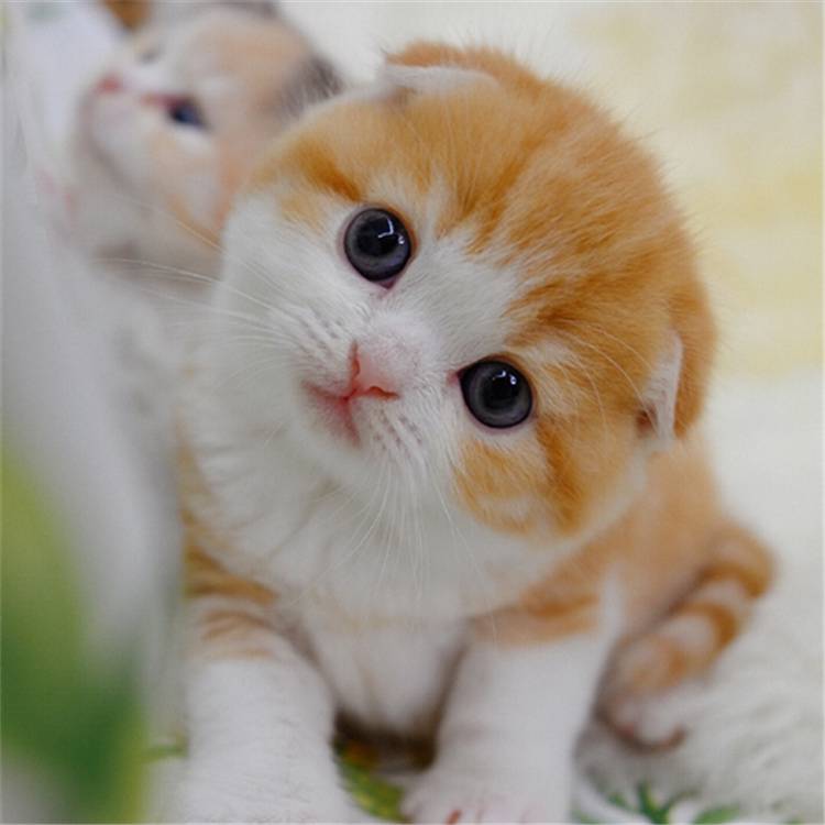 上海宠物猫幼崽多少钱一只