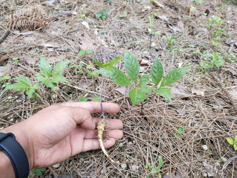 四川甘孜炉霍竹节参回收加工金果榄冰球子种苗药材致富品种