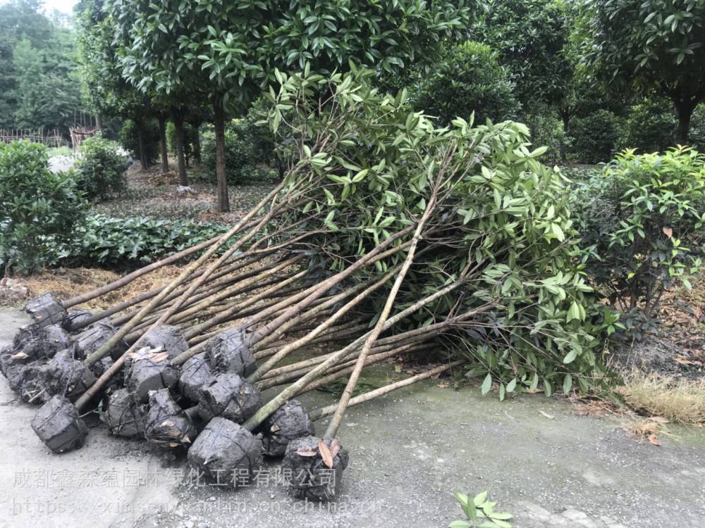 贵州桂花条子批发基地以及云南丹桂工程苗小苗都有价格好处理