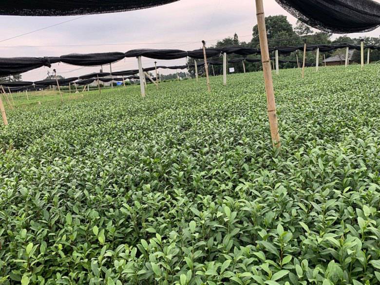 德宏州茶叶种苗种植基地-茶苗种植技巧、茶叶种苗