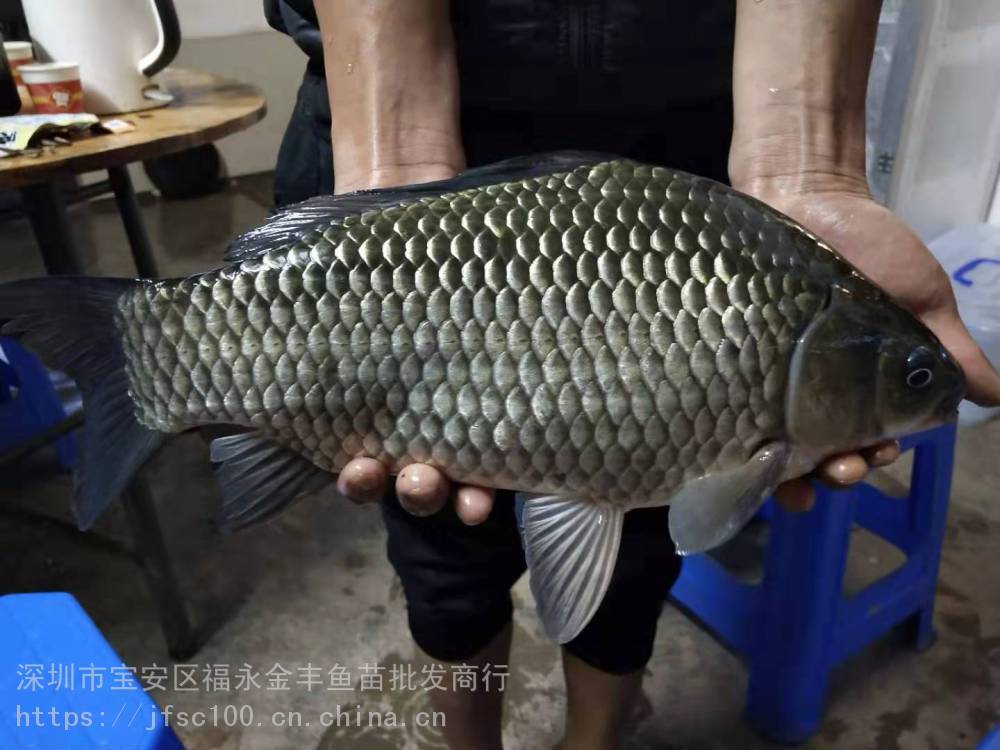 [广州湘云鲫|工程鲫|日本白鲫鱼鱼苗供应商孵化科研基地]135-335