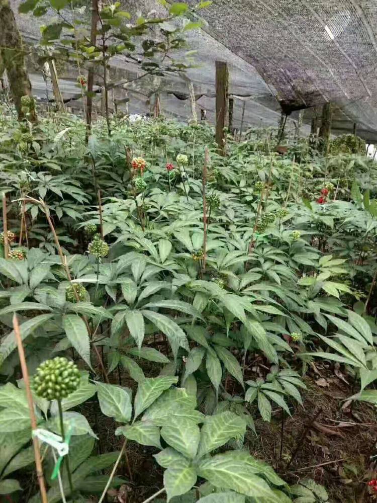 普洱黑人参种植基地 供应野生黑人参种苗-黑参七种苗_黑三七种子_黑人