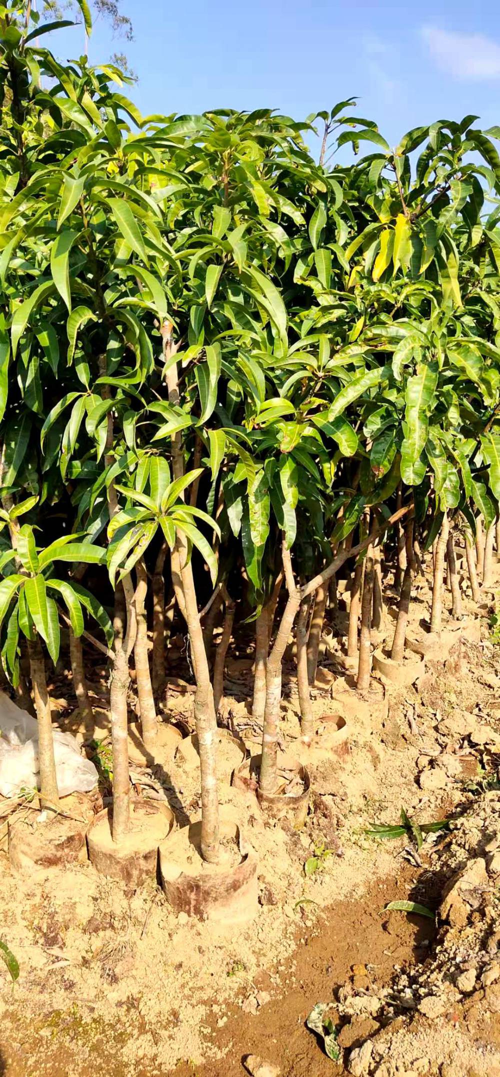 澳洲苹果型芒果地径3-5公分澳芒大苗产地货源