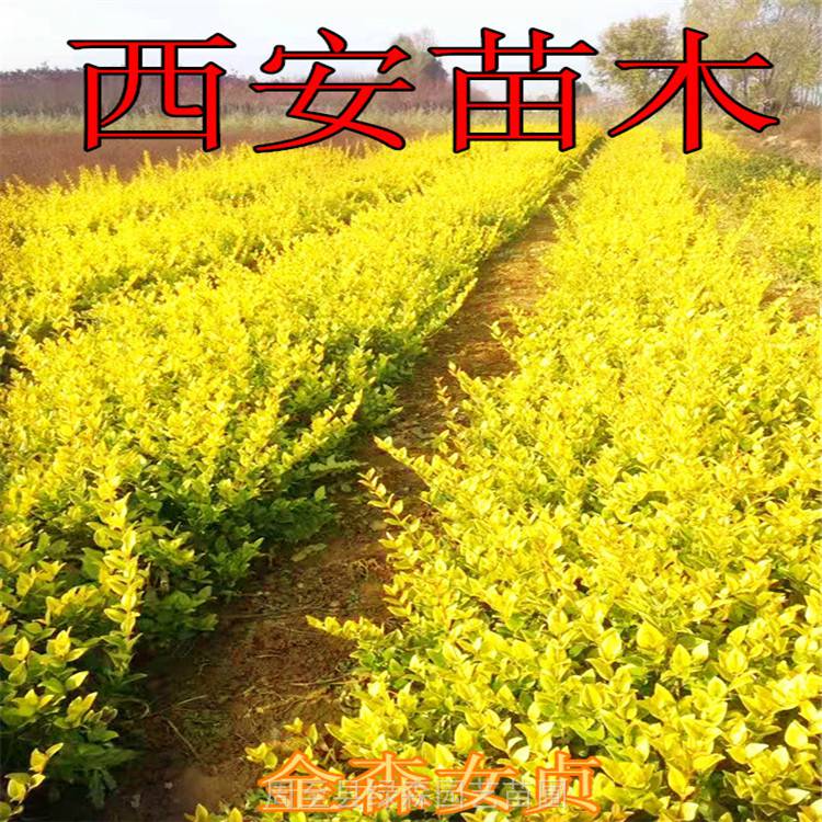 供应绿化苗木-苗木种植技术-金叶女贞产地-发货快