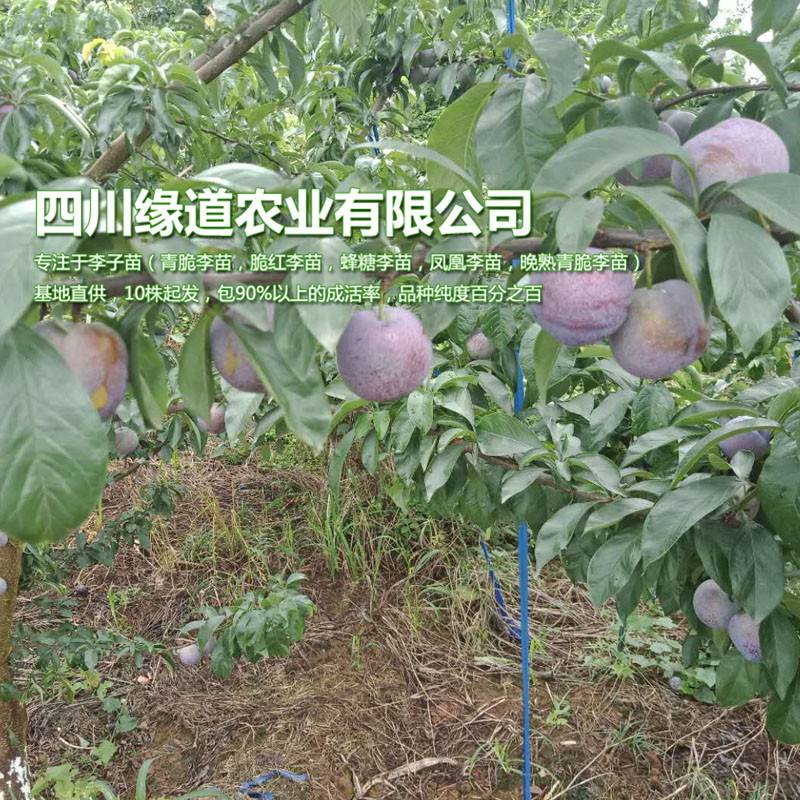【贵州凤凰李苗销售基地,1公分凤凰李子树苗修剪方法】图片