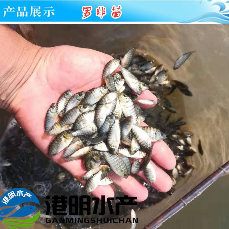 【港明水产热带活体草鱼苗 罗飞鱼苗 高产量 高品质 易养好活】图片