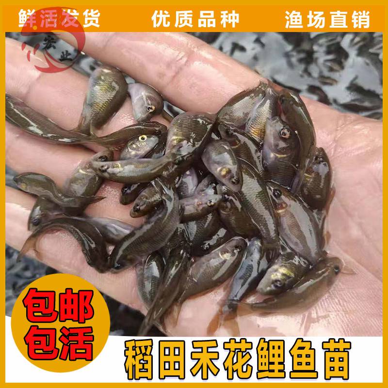 巴中成活率高稻田鲤鱼苗-全国发货稻田鲤鱼苗