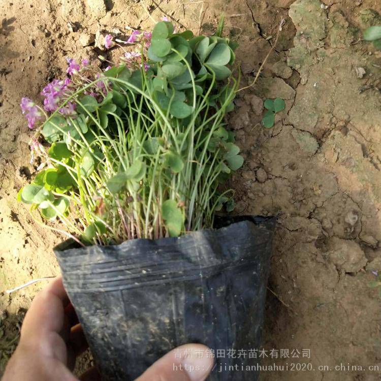 绿叶酢浆草供应 绿叶酢浆草小苗批发 绿叶酢浆草基地