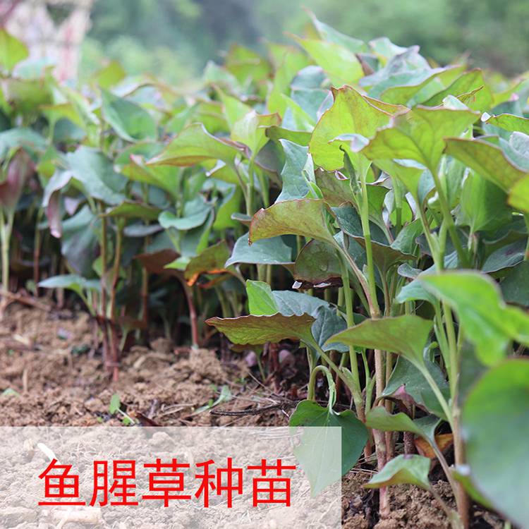 批发鱼腥草新鲜野生鱼腥草茶种子凉拌鱼腥草干盆栽苗中药材