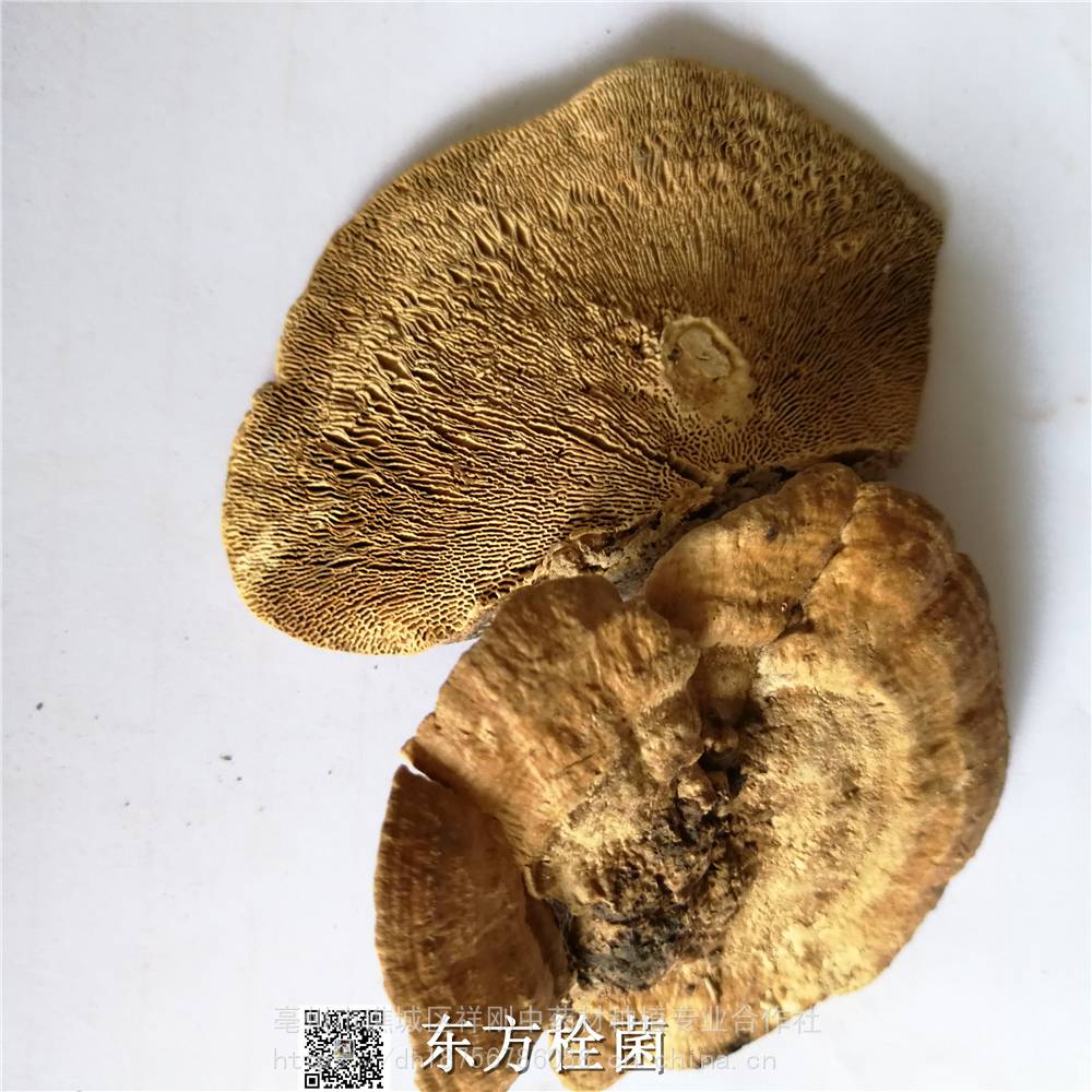 中药材白鹤菌功效作用 东方栓菌,灰带栓菌,东方云芝,东方栓孔菌