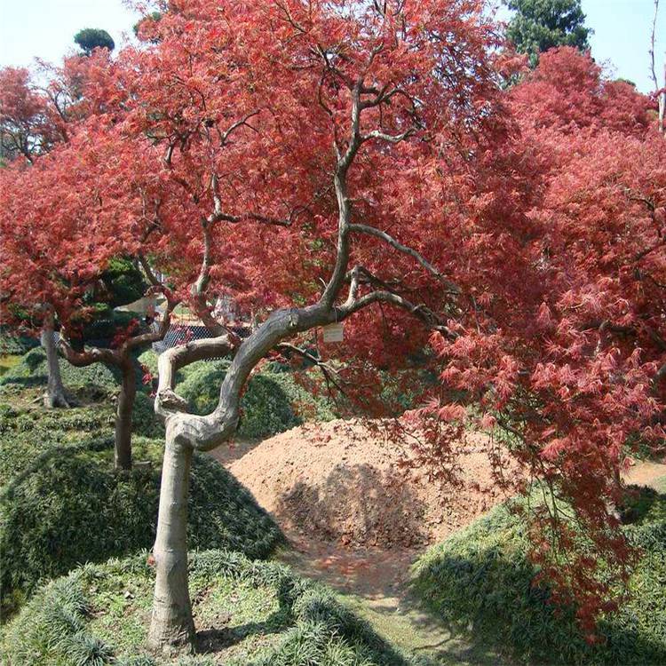 羽毛枫土球好冠幅好花灌木地被球类色块类草花类