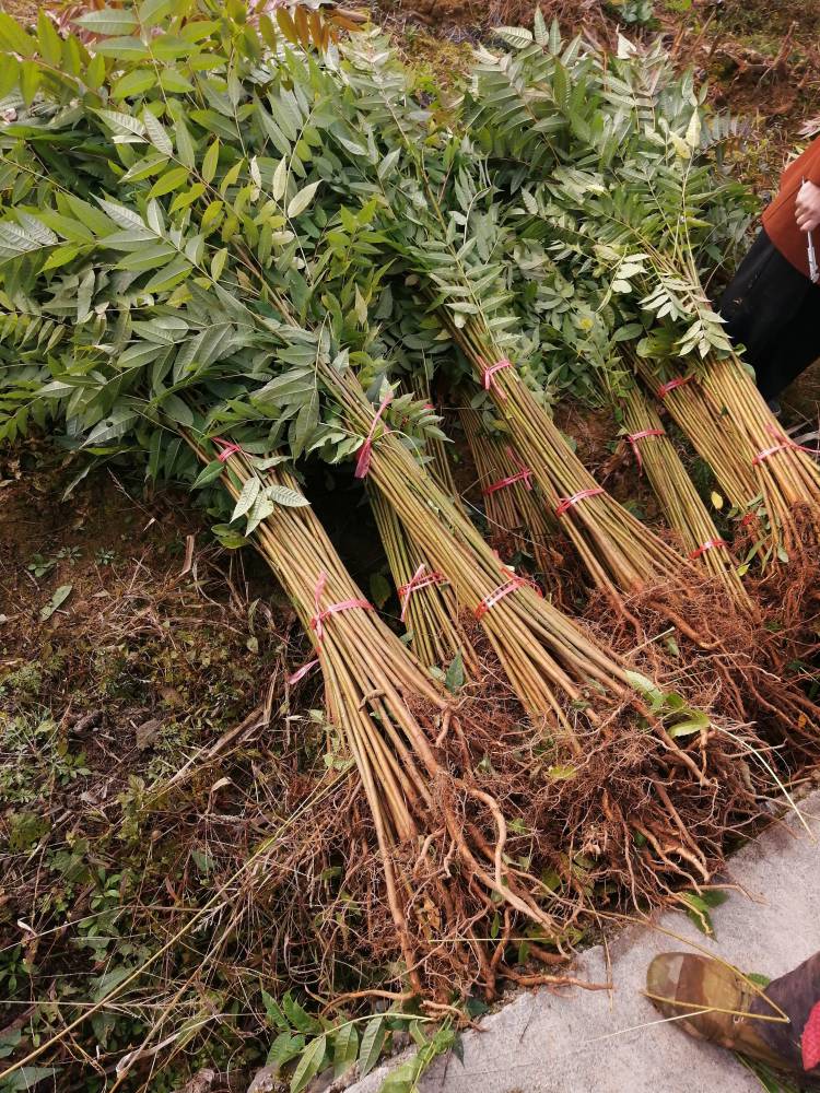 供应高50cm以上高山红香椿苗,1-2米香椿苗,香椿芽直销