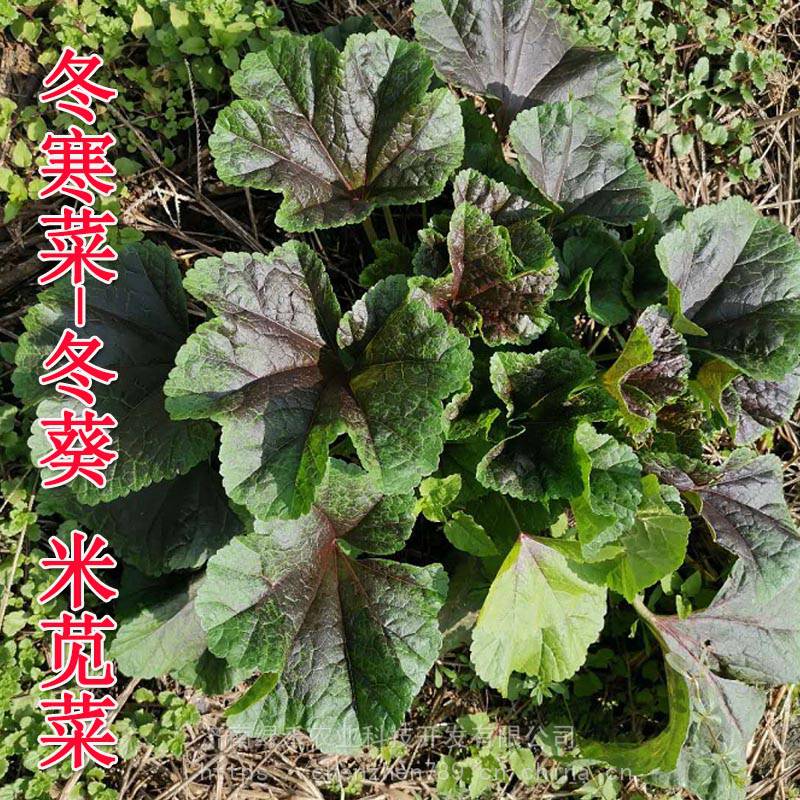 冬寒菜种子紫叶蔬菜 抗病强 采摘次数多