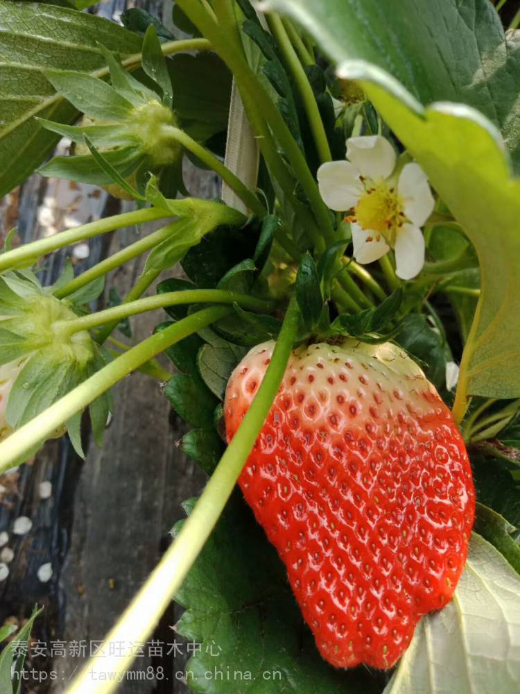 丰香草莓苗即早熟甜查理草莓苗米经3公分