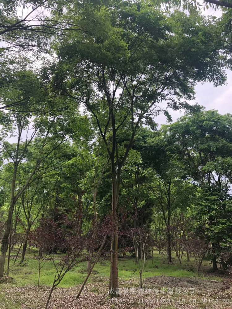 朴树是荨麻目榆科朴属植物,落叶乔木,高达20米.树皮平滑,灰色.