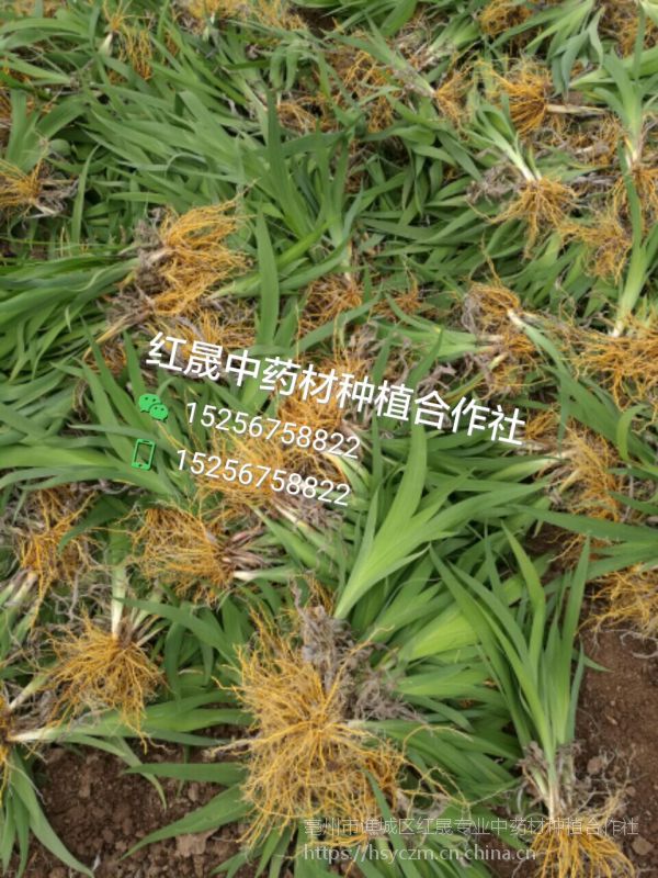  上一个 下一个>  射干别名金扁担,蝴蝶花,萱花,为鸢尾科草本植物,多