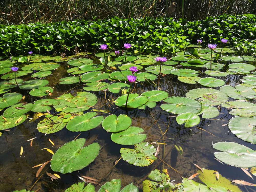 池塘水池睡莲苗碗莲种植基地适合盆栽