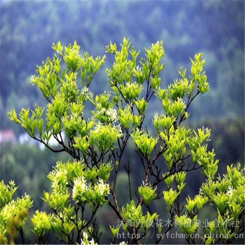 沭阳万象花木种植专业合作社 产品展厅 >供应流苏树苗,流苏树,流苏树