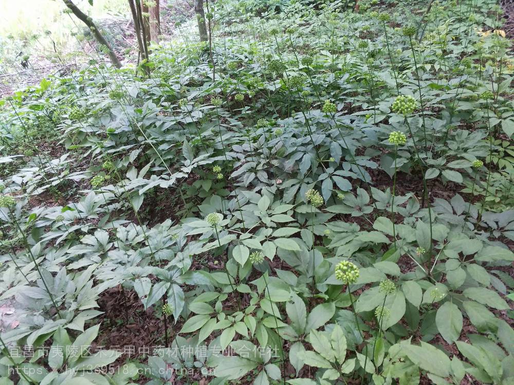 台州嘉兴奉化竹节参野三七如何种植