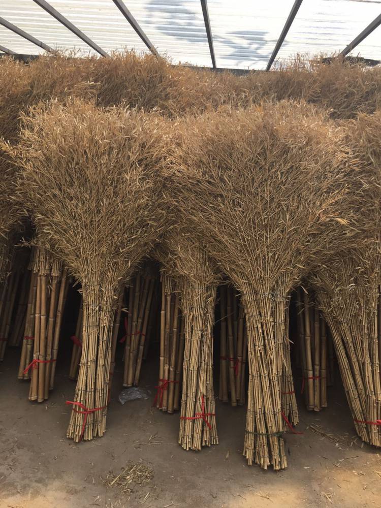 供应批发天然竹子扫帚 竹子扫把 竹枝笤帚 环卫工具 清扫工具