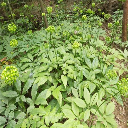 吉林四平野三七如何种植 竹节参供应求购 竹节参种植基地