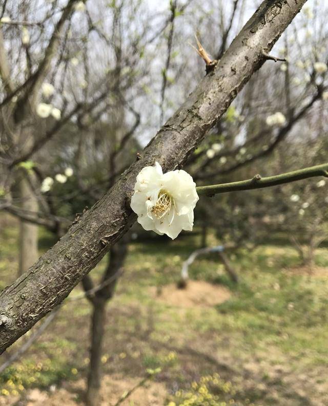 黄香梅黄山黄香黄金鹤原生苗梅接桩黄梅梅花