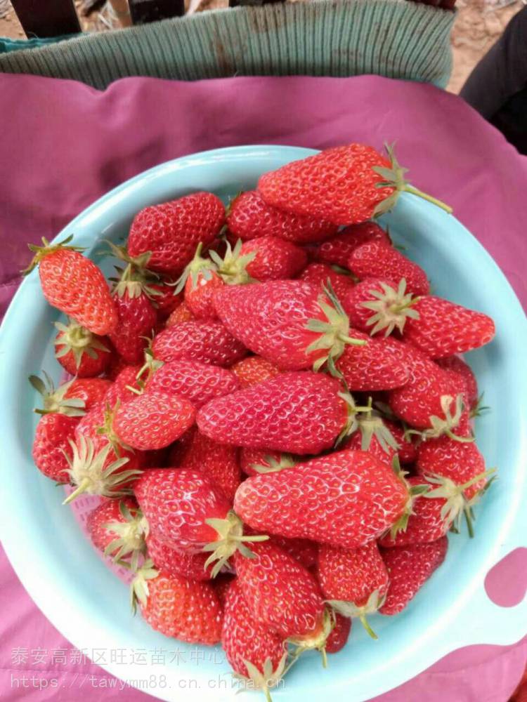 白草莓苗新品种雪里香草莓苗报价表