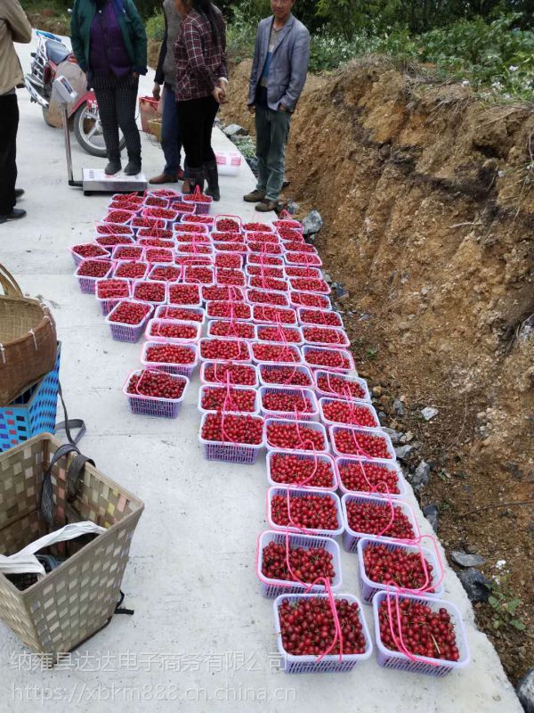 贵州毕节总溪河玛瑙红樱桃树苗批发零售