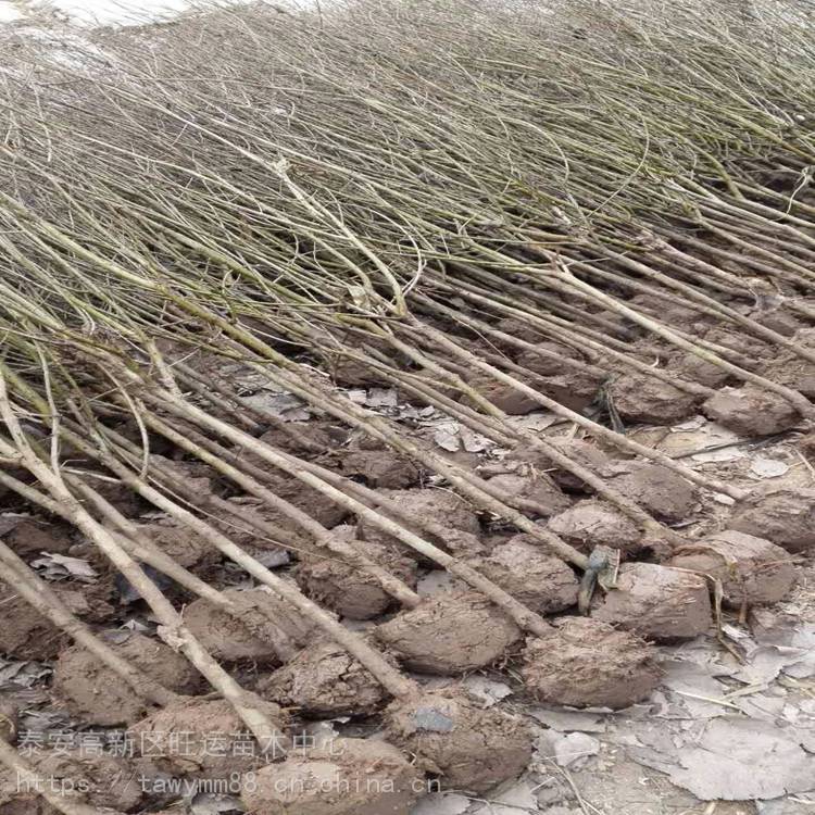 黄石市石榴苗种植技术沂蒙红石榴如何管理