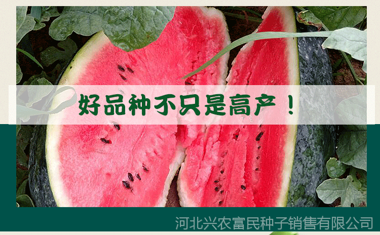 景丰农业巨型黑皮西瓜种子 特大果黑美人高甜西瓜种子 景蜜宝2号