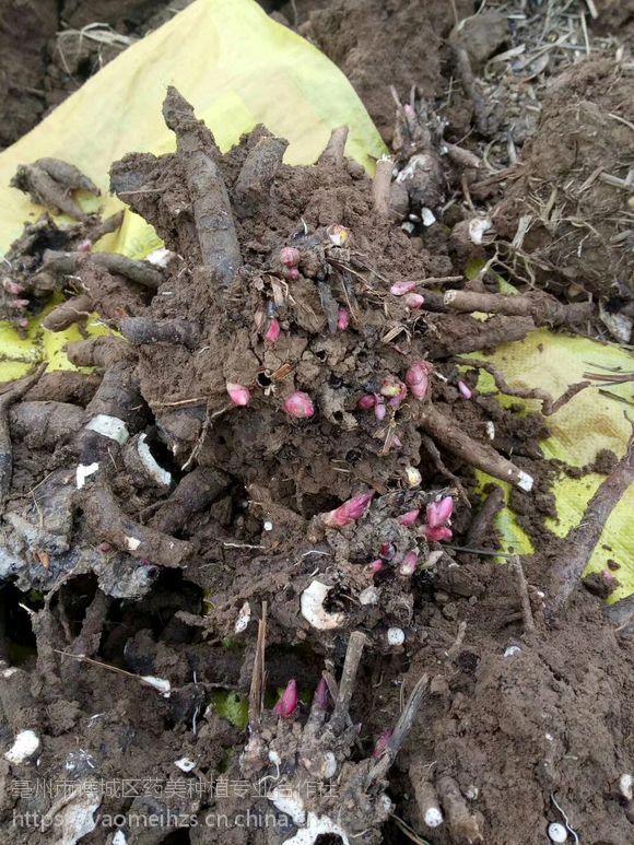 2019年白芍芽子白芍种苗找药美中药材种植