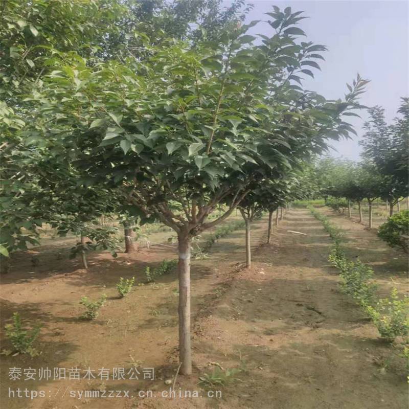 3公分早樱樱花树批发种植户 帅阳苗木 12公分樱花树种植基地