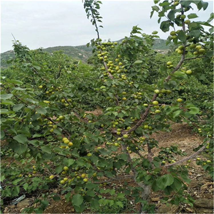 泰安杏树苗供应新品种杏树苗价格_1-3公分杏树成苗_保证纯度批发优惠