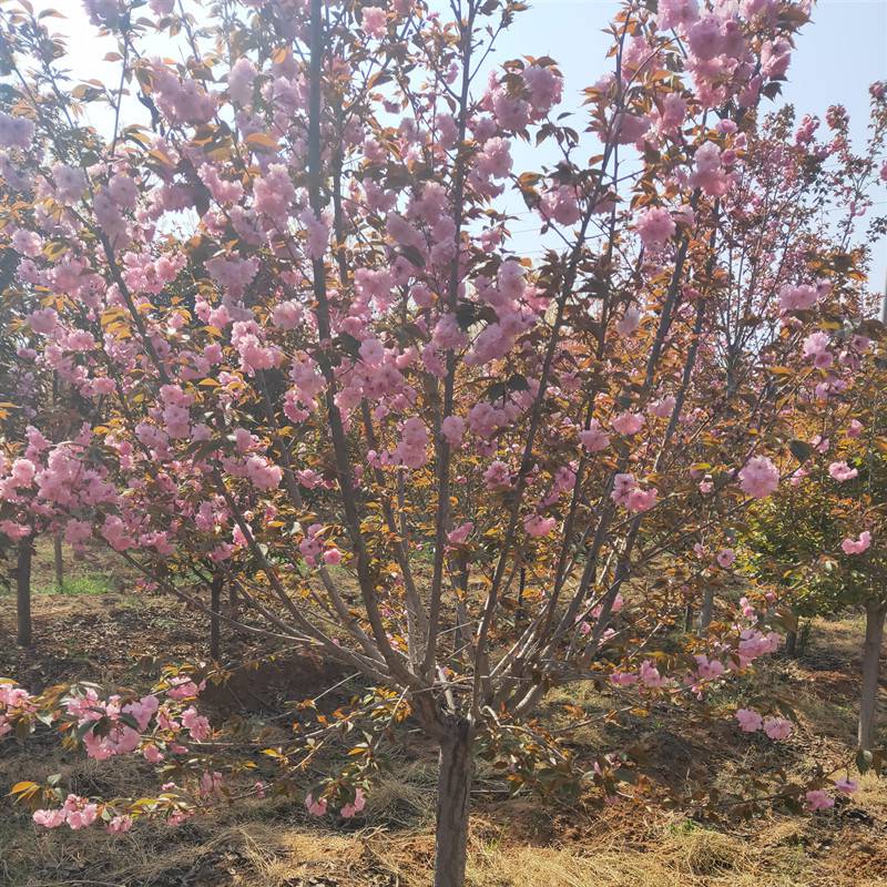 泰安樱花树关山樱基地