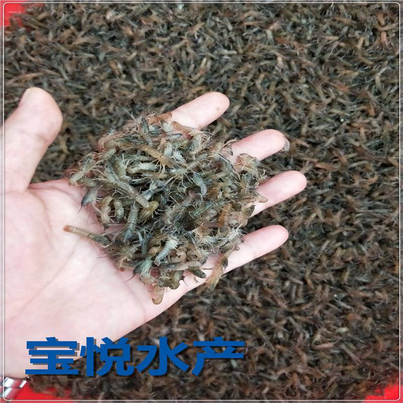 马鞍山小龙虾苗厂家直销 小龙虾基地