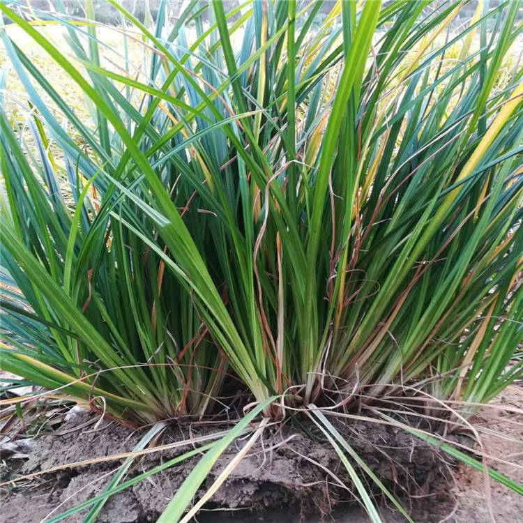 青绿苔草价格崂峪苔草价格茗茜观赏草种植基地