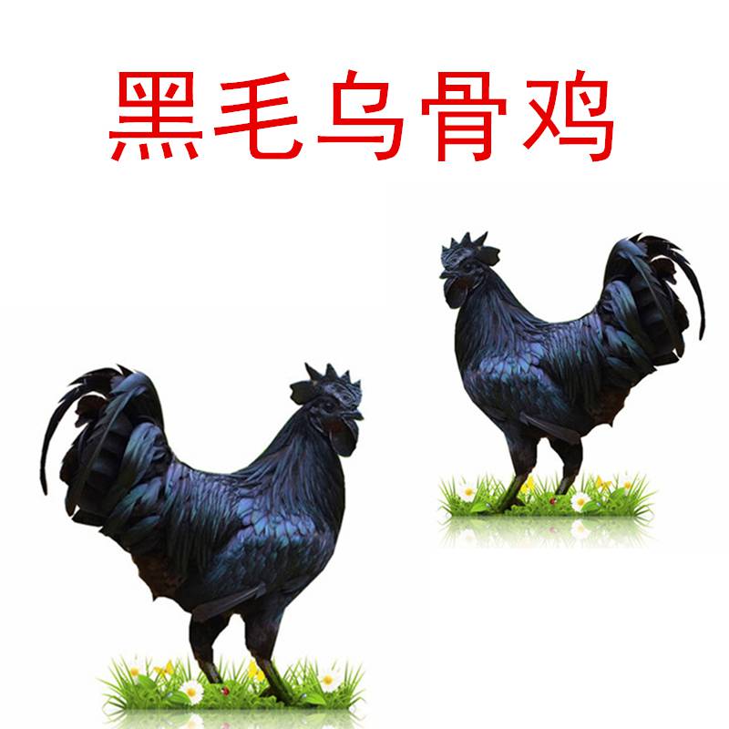饲养黑毛乌骨鸡价格实在,黑毛乌骨鸡价格   上一个 下一个> 品种乌鸡