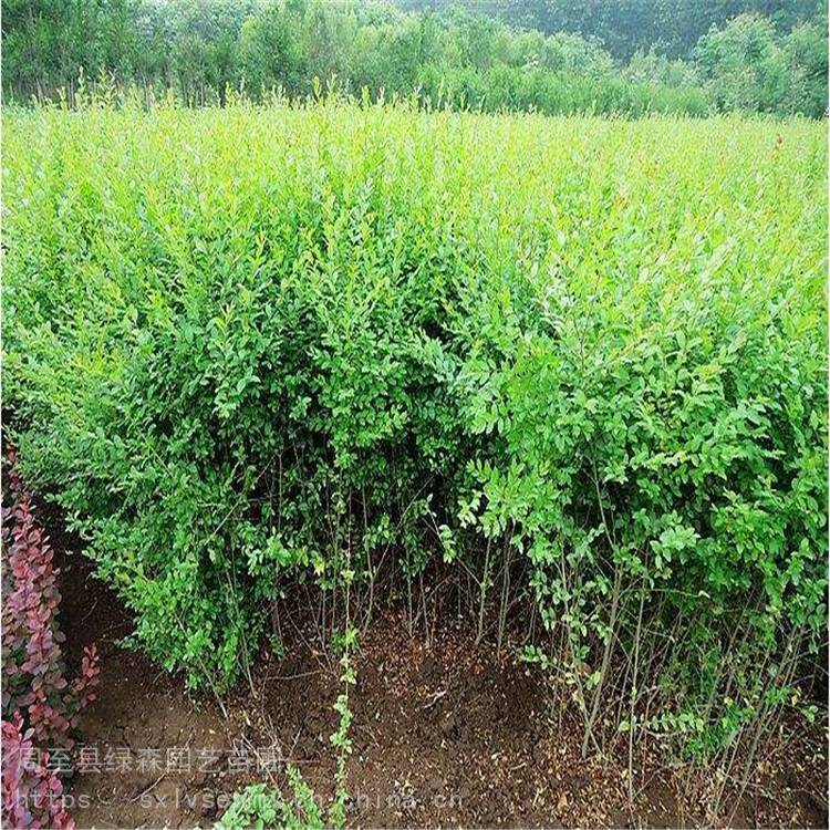 小叶女贞绿篱批发 四季常青不落叶 园林景观密植色块