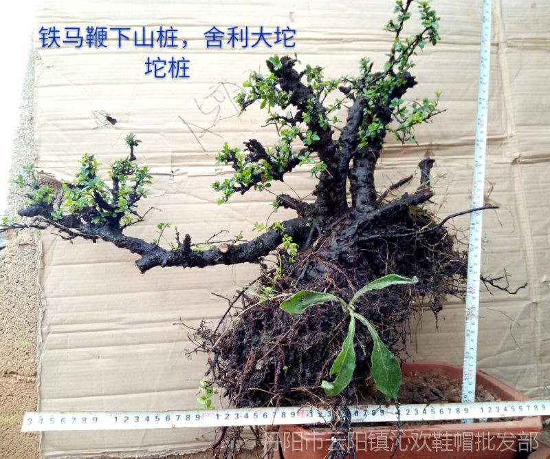 【铁马鞭花卉桩花卉桩黑刺花卉桩云南野生树桩盆景下