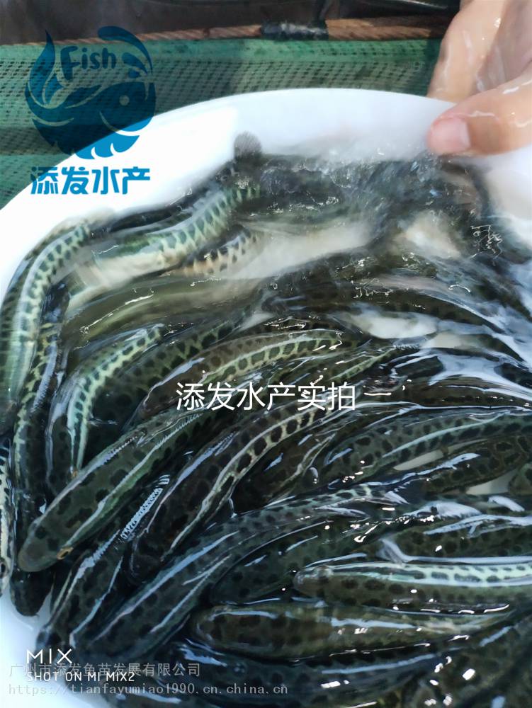 贵州黑鱼苗批发 黑鱼苗养殖基地 优质鱼苗 价格优惠