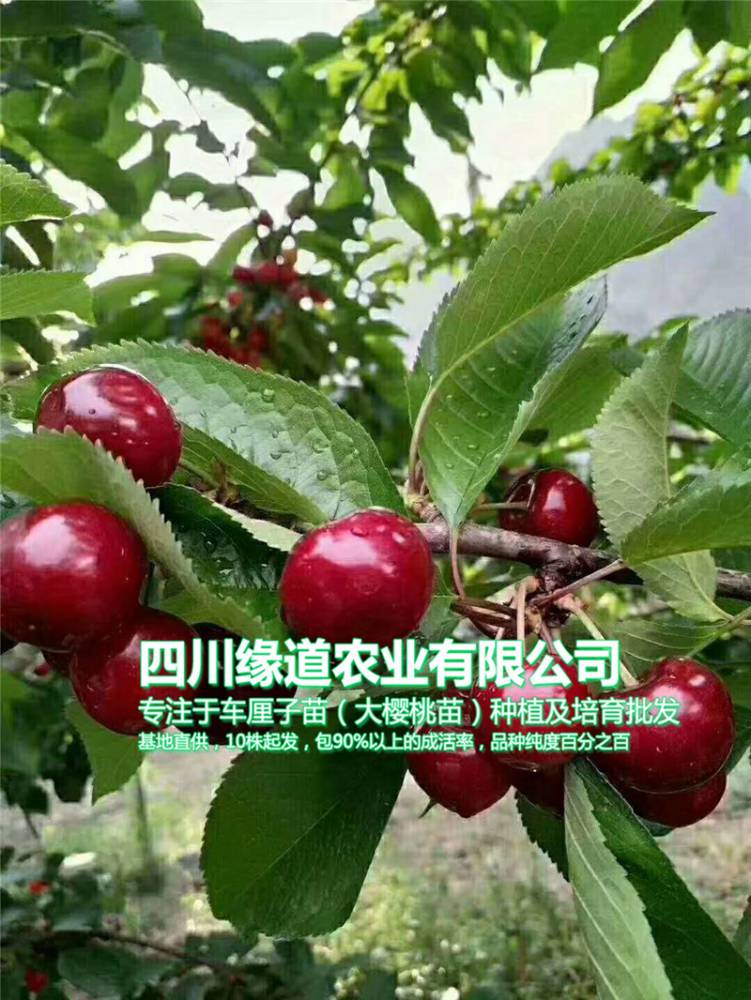甘肃樱桃树苗多少钱-甘肃樱桃树苗灌水管理