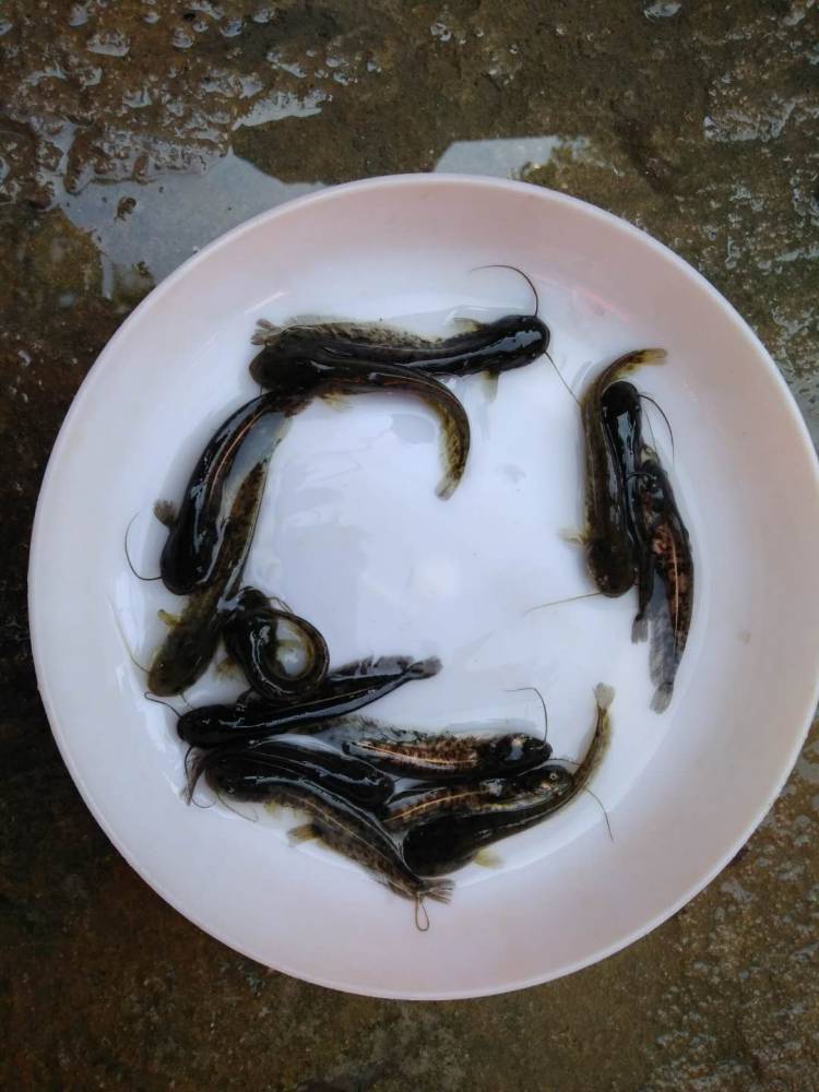广西玉林全雄性罗非鱼苗贵港黑鱼苗南宁黄骨鱼苗批发