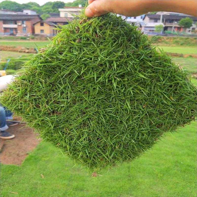 文山绿化草皮卷种植质量上乘