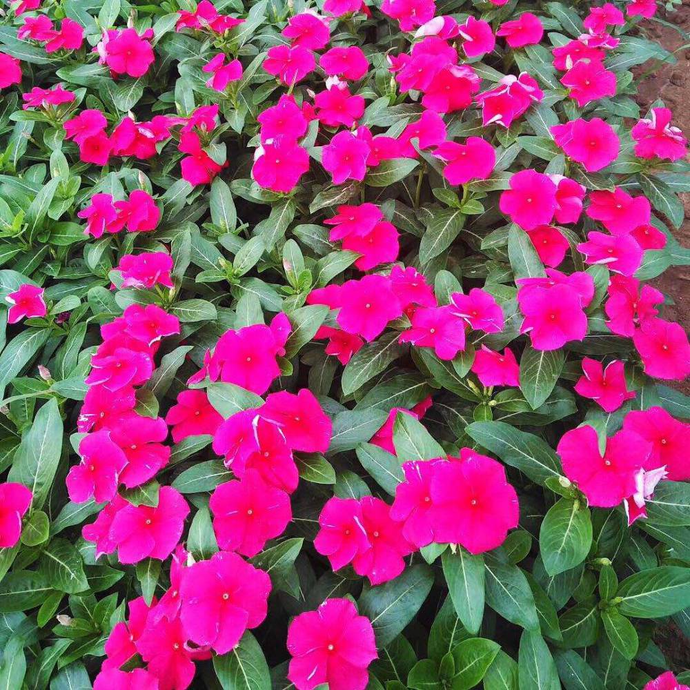 【批发长春花的地方在哪,草花天天开哪里卖】图片