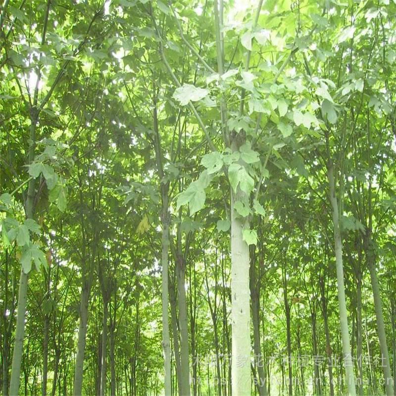 供应供麻疯树麻风树种子青桐木羔桐臭油桐小桐子