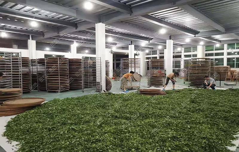金凯茶叶萎凋机白茶萎凋茶叶烘干机1000斤以上