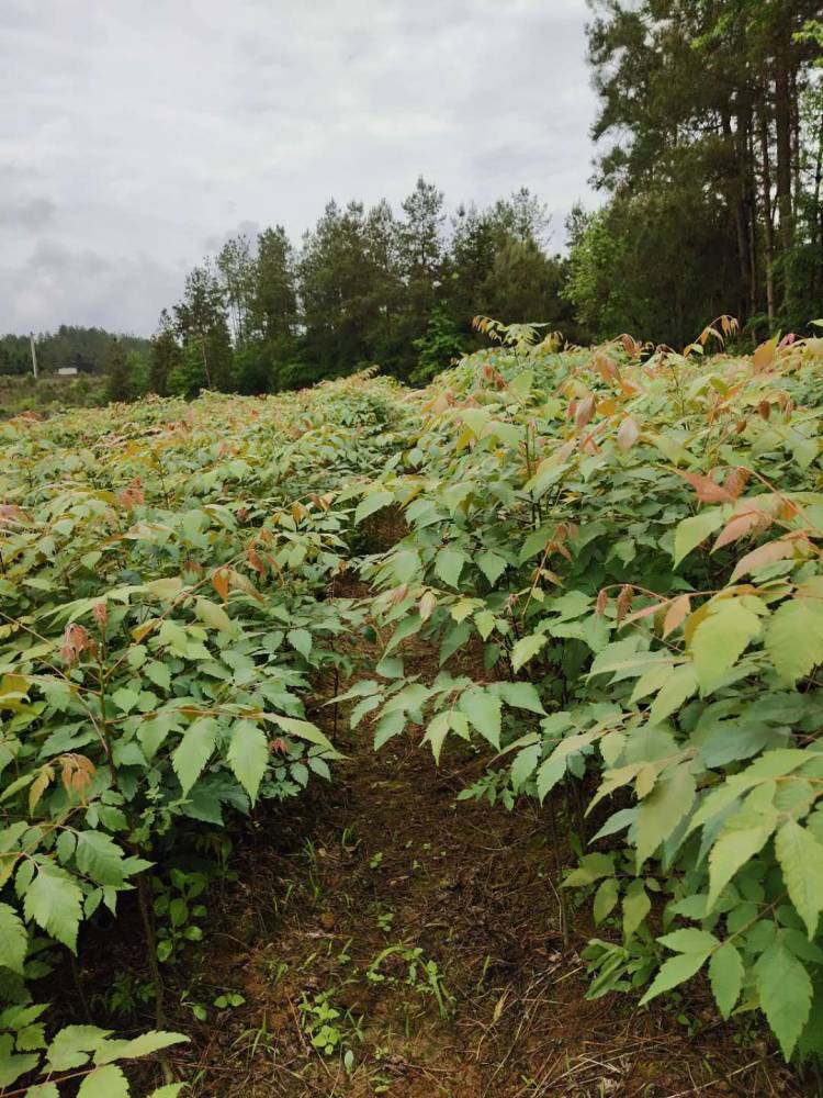 【栾树苗基地,直供优质小苗,种子可以榨制工业用油】图片