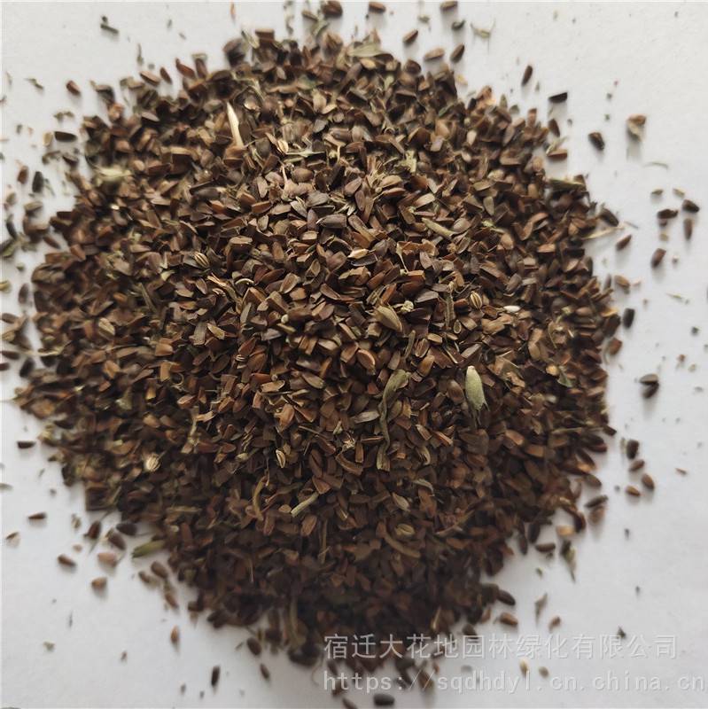 优质新中药材种子 益母草种子 发芽率高 价格便宜 批发价